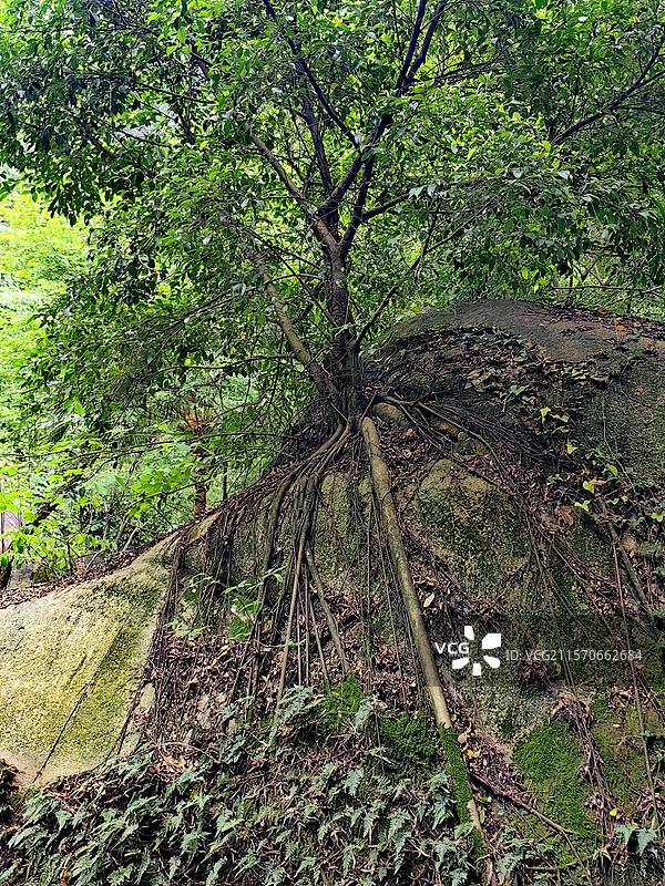 福建省，漳州市云洞岩景区图片素材