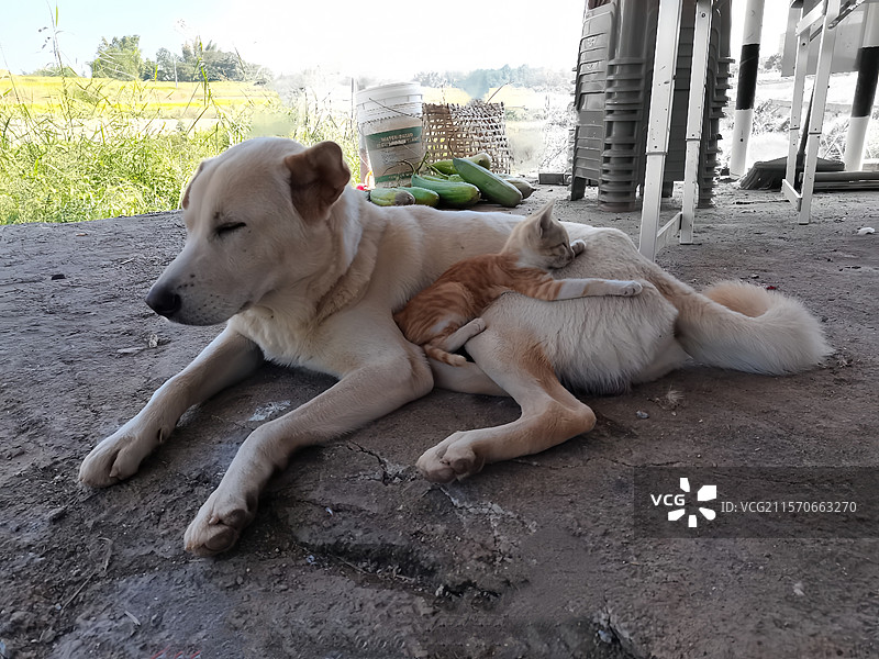 在这一方质朴天地，大狗惬意卧躺，小猫慵懒相依。它们共享暖日，在彼此身旁寻得安宁。图片素材