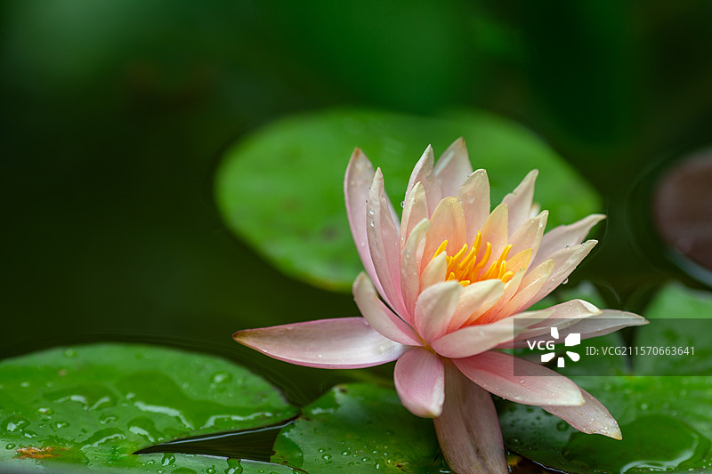 水面绽放的白色美丽睡莲图片素材