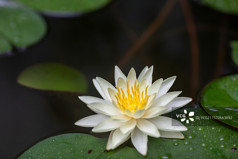 水面绽放的白色美丽睡莲图片素材