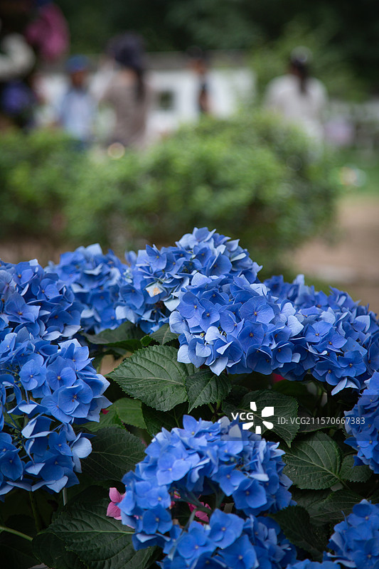 南京中山植物园北园之无尽夏图片素材