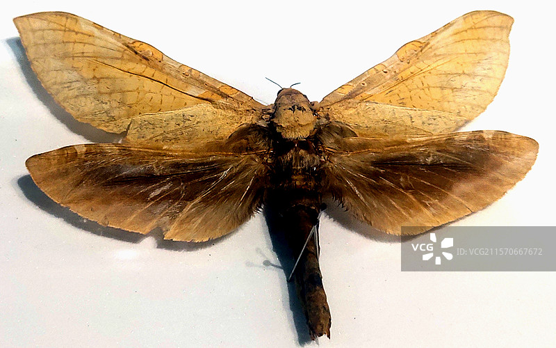 Hepialidae、蝙蝠蛾科、昆虫标本、工艺品、装饰品、藏品、艺术品图片素材