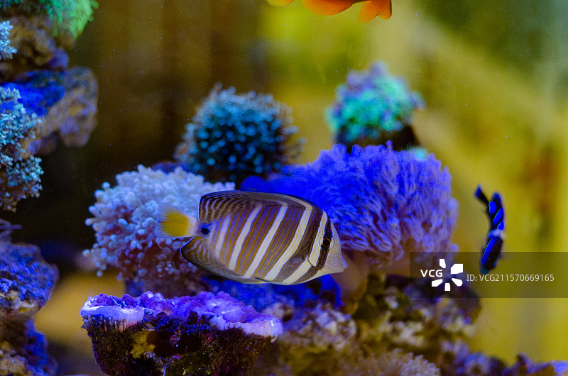 在水中游动的珍珠大帆吊鱼图片素材