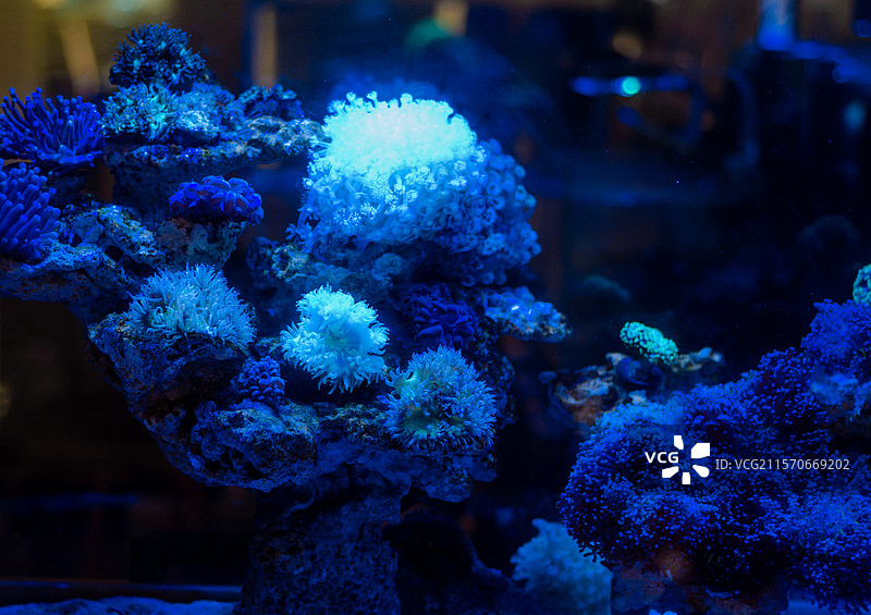蓝色光线下的珊瑚礁水族景观图片素材