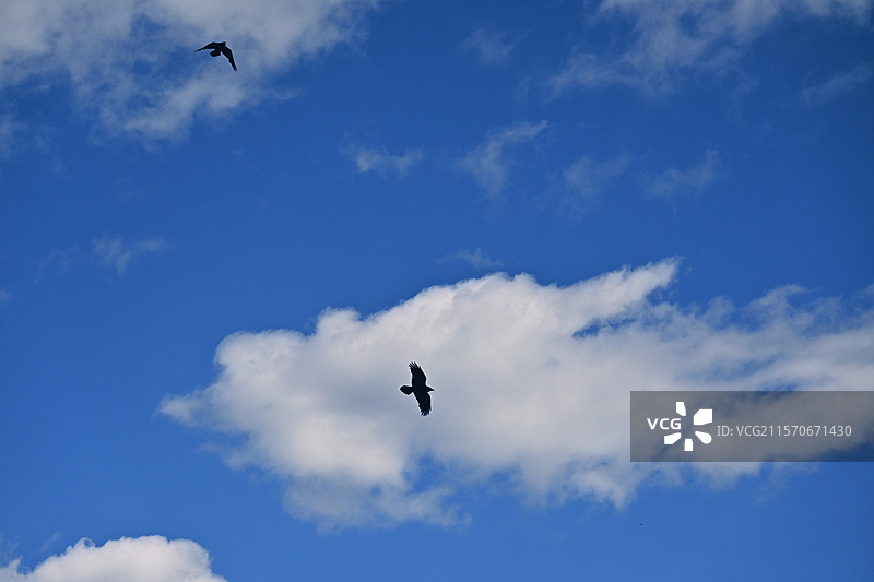 美国黄石公园+大提顿国家公园-喷泉雪山地热湖泊森林等自然景观，野牛野鹿野生狐狸等野生动物图片素材