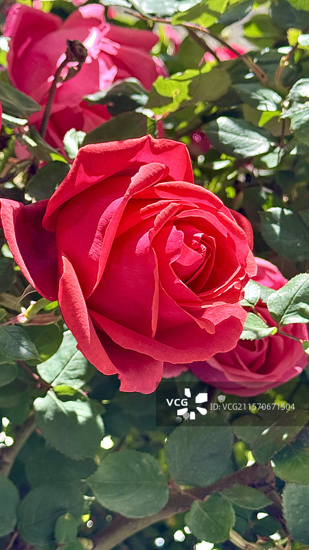 夏日月季盛开图片素材