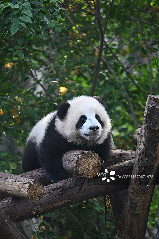 成都大熊猫保护基地的大熊猫，有成年大熊猫和幼崽大熊猫，享受悠闲生活，吃竹子图片素材
