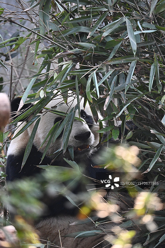 成都大熊猫保护基地的大熊猫，有成年大熊猫和幼崽大熊猫，享受悠闲生活，吃竹子图片素材