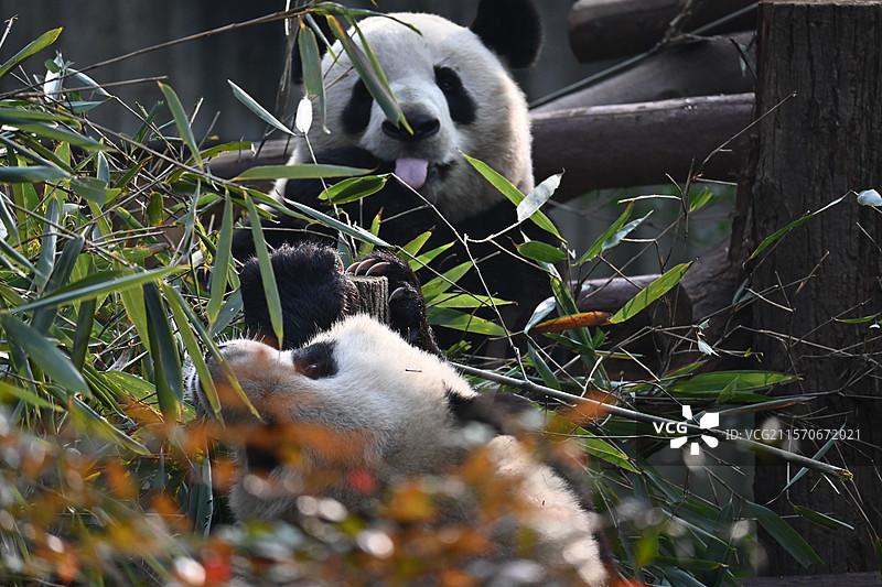 成都大熊猫保护基地的大熊猫，有成年大熊猫和幼崽大熊猫，享受悠闲生活，吃竹子图片素材