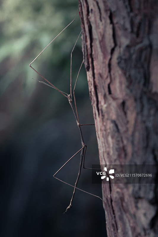 竹节虫图片素材