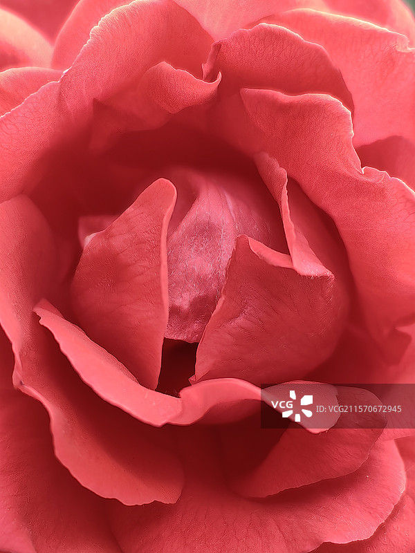 粉色月季花花瓣微距图片素材