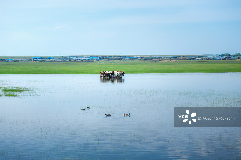 呼伦贝尔草原湖泊奶牛图片素材