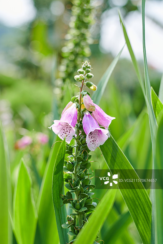毛地黄花朵铃铛图片素材