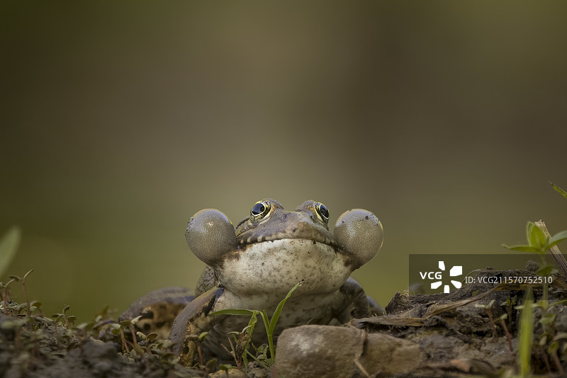低朗蛙（Pelophylax ridibundus）正在膨胀其鸣囊，法国沃克吕兹图片素材