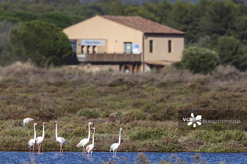 曾经的盐沼地景观已转变为保护区，夏末时分有一小群火烈鸟，旁边是由LPO管理的自然之家，位于法国瓦尔省的圣尼古拉斯堤坝，海耶尔。图片素材