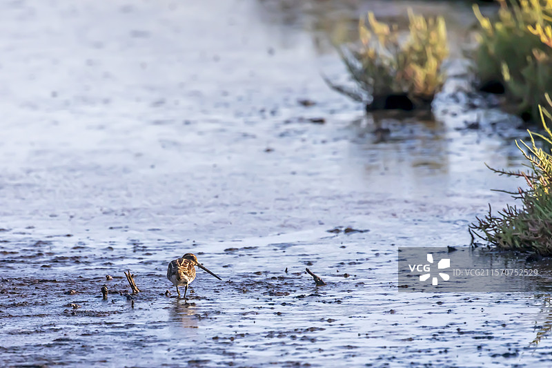 常见的鹬（Gallinago gallinago）在法国瓦尔省希耶尔的老池塘泥滩上，夏末时节。图片素材