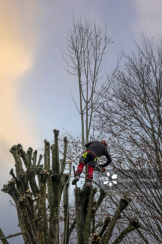 在法国洛林的秋季乡村花园中修剪青柠树图片素材