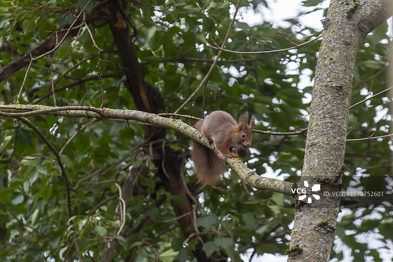 红松鼠（Sciurus vulgaris）在冬季的树枝上走动，嘴里叼着一个坚果，地点：法国洛林的乡村花园图片素材
