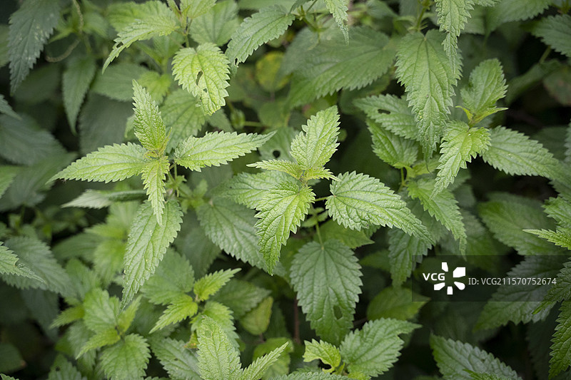 从800米高的萨瓦省圣阿尔班德赫尔特里耶斯俯瞰荨麻（Urtica SP）叶子，拍摄于2024年9月18日。图片素材