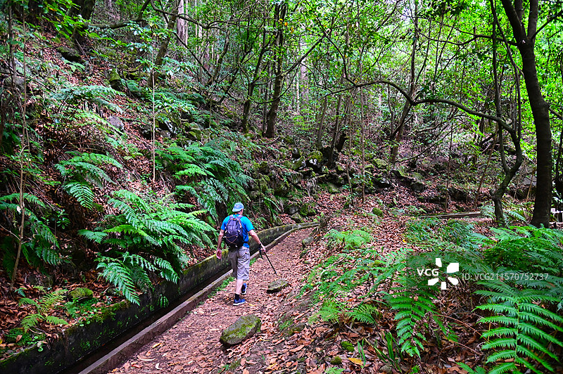 沿着PR 16 Ribeira di Inferno徒步旅行的小径，行走者们沿着灌溉渠道或levada走了几公里。圣文森特，马德拉岛，葡萄牙。图片素材