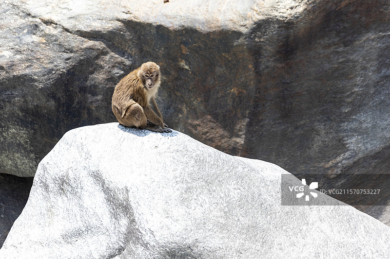 阿萨姆猕猴（Macaca assamensis）坐在岩石上，朗唐，喜马拉雅山脉，尼泊尔图片素材
