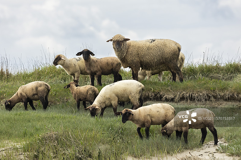 法国索姆湾的盐沼中的萨福克羊图片素材