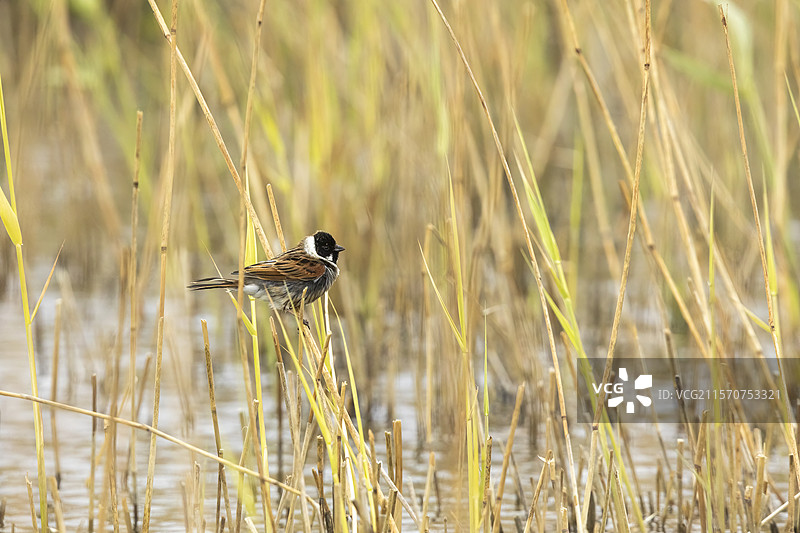 常见芦苇雀（Emberiza schoeniclus）雄性栖息在法国索姆湾图片素材