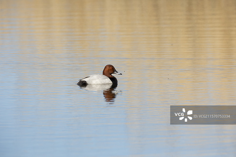 普通潜鸭（Aythya ferina），成年雄性侧面游泳于法国索姆湾的水中图片素材
