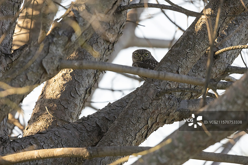 小猫头鹰（Athena noctua）栖息在树上，法国普罗旺斯阿尔勒图片素材