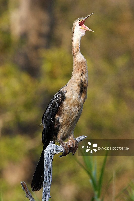 黑水鸡（Anhinga melanogaster），一种通常沉默的鸟，发出沙哑的叫声，栖息在树枝上。南非克鲁格国家公园图片素材