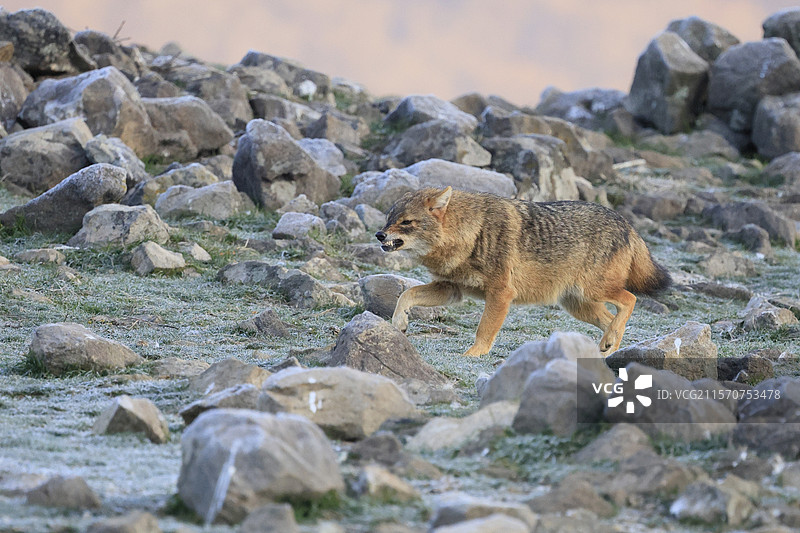 在保加利亚的罗波佩山脉中，金色豺狼（Canis aureus）的威吓性模仿图片素材
