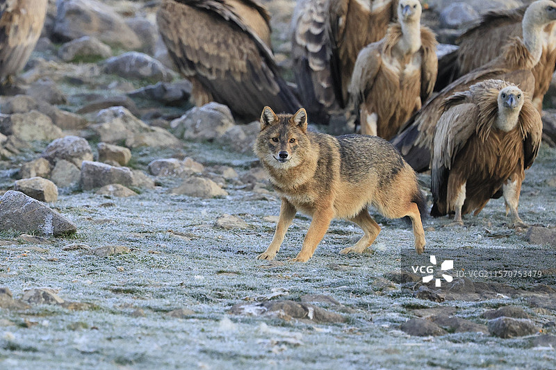 金色豺狼（Canis aureus）在秃鹫之间移动，试图偷取一块尸体。东罗多比山脉，保加利亚。图片素材