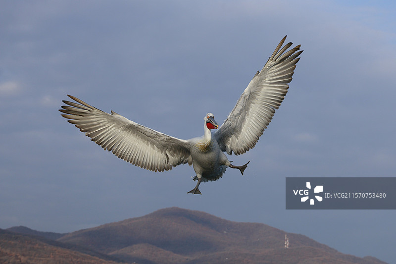 飞翔中的达尔马提亚鹈鹕（Pelecanus crispus），正在降落。克基尼湖，希腊。图片素材
