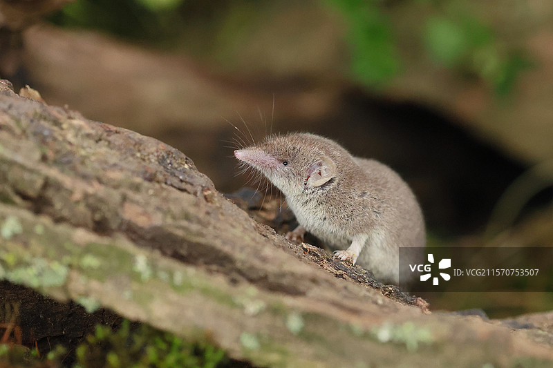 大白牙鼩鼱（Crocidura russula）在法国阿尔萨斯的一根老树桩上图片素材