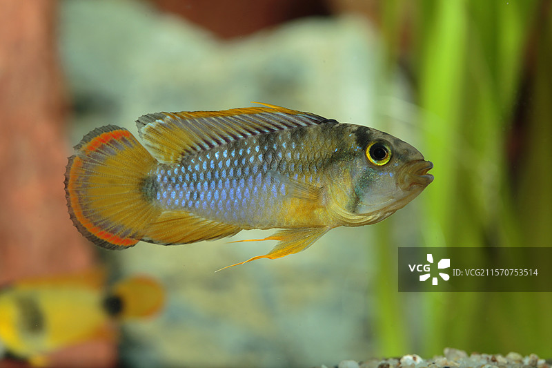 水族箱中侧面展示的熊猫矮雀鲷（Apistogramma nijsseni）雄性图片素材