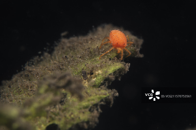 法国普拉里德福赞的池塘中的水螨（Hydrachnidia sp）图片素材