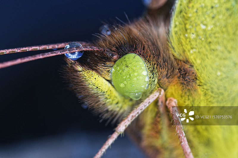 晨露中的云黄蝶（Colias crocea）细节，法国福赞草原图片素材