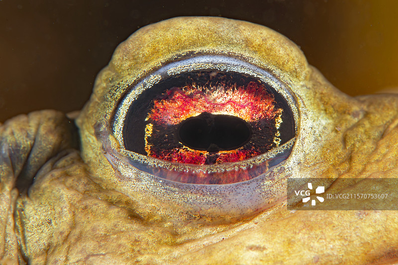 普通蟾蜍（Bufo bufo）在池塘中的眼睛 - 法国库菲市图片素材