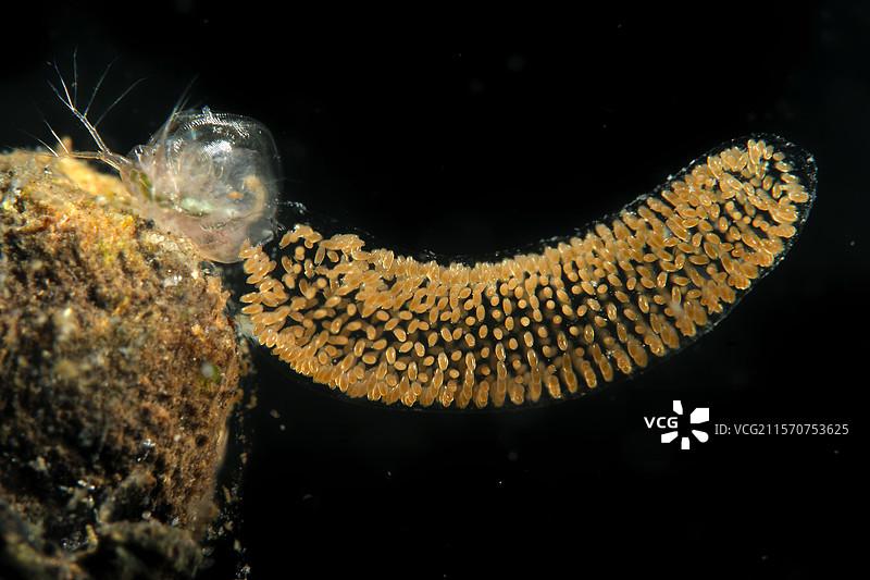 湖中湖蝇卵和水蚤 - 法国库菲市图片素材