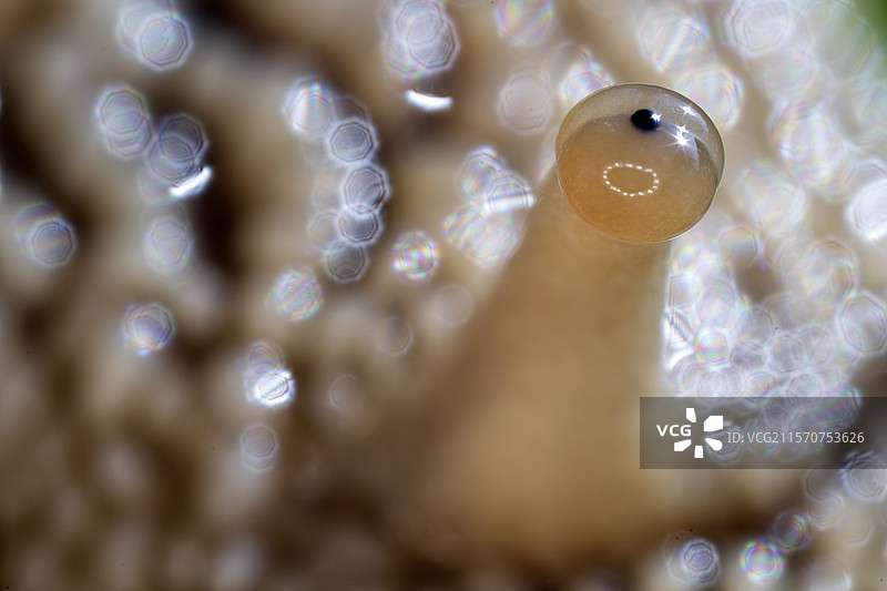 罗马蜗牛（Helix pomatia）眼睛的细节 - 法国库菲市图片素材