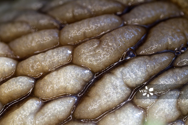 罗马蜗牛（Helix pomatia）皮肤的细节 - 法国库菲市图片素材
