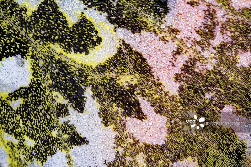 晨露中的橙尖蝶（Anthocharis cardamines）细节 - 福赞草原 - 法国图片素材