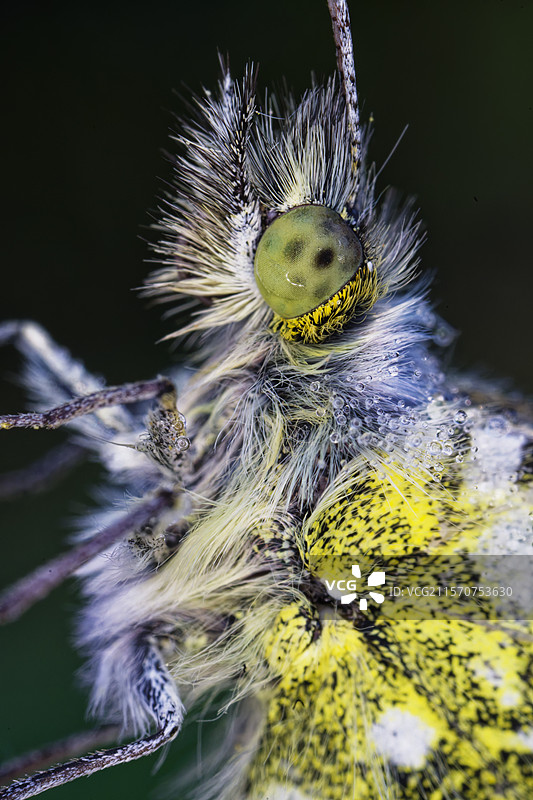 晨露中的橙尖蝶（Anthocharis cardamines）细节 - 福赞草原 - 法国图片素材
