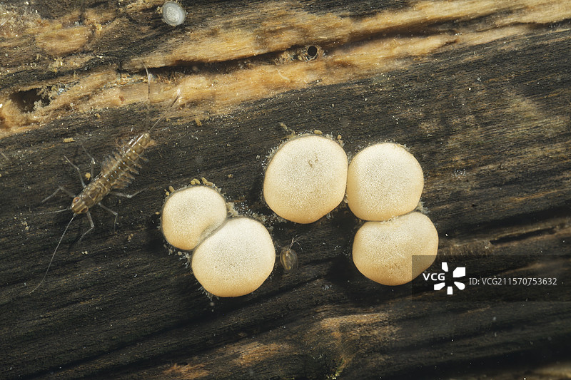 在法国库菲市的池塘中，生长在淡水中、远离光线的死木上的蘑菇，深度30厘米。图片素材