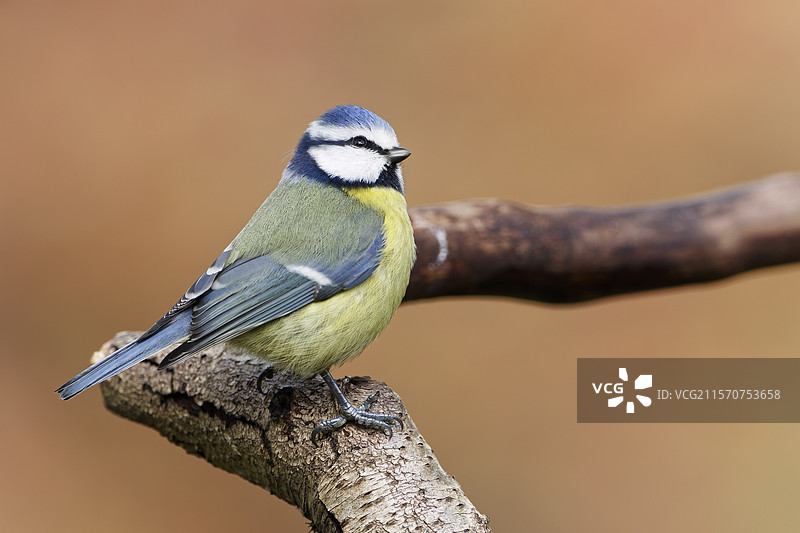 蓝山雀（Cyanistes caeruleus）栖息在树枝上，阿登地区，比利时图片素材