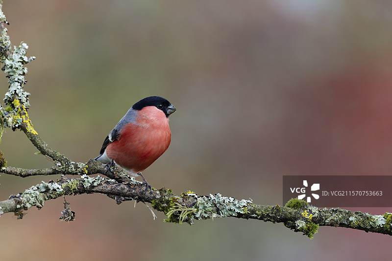 雄性红腹灰雀（Pyrrhula pyrrhula）栖息在树枝上，阿登，比利时图片素材