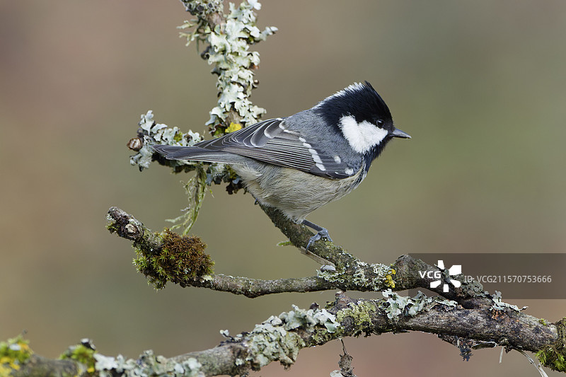 煤山雀（Periparus ater）栖息在树枝上，阿登地区，比利时图片素材