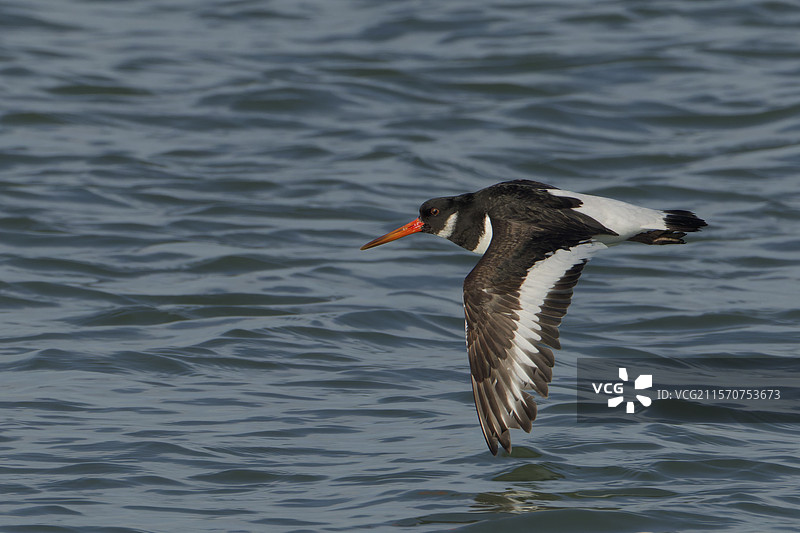在荷兰泽兰省，飞翔在水面上的黑嘴鸥（Haematopus ostralegus）图片素材