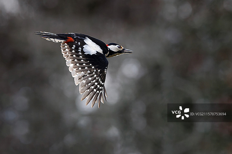 大斑啄木鸟（Dendrocopos major），雄性飞行中，法国格尔。图片素材