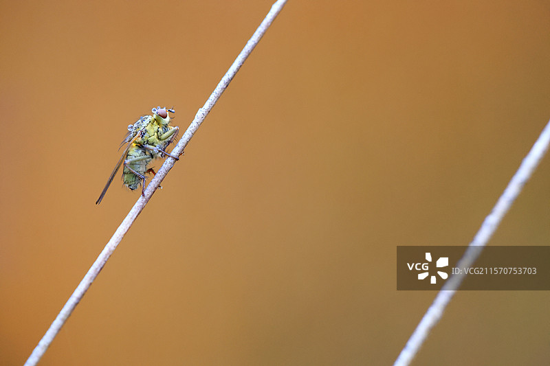 常见黄粪蝇（Scathophaga stercoraria）雌性栖息在诺曼底科坦丁-贝桑地区自然公园泥炭沼泽附近的芦苇茎上图片素材